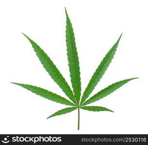 cannabis leaf isolated on white background