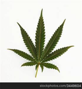 cannabis leaf isolated on white background