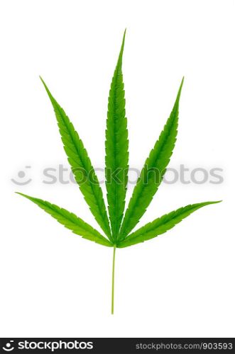 Cannabis leaf, marijuana isolated on white background,