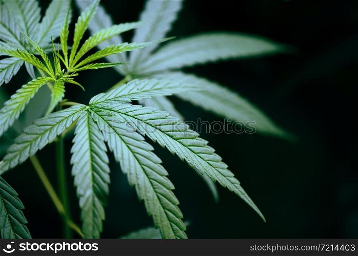 Cannabis leaf marijuana plant tree growing on dark background / Hemp leaves for cbd extract medical healthcare natural