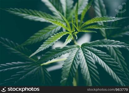 cannabis leaf marijuana plant tree growing on dark background / Hemp leaves for cbd extract medical healthcare natural