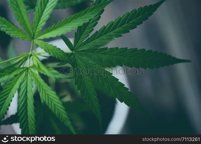 Cannabis leaf marijuana plant tree growing pot nursery / Hemp leaves for cbd extract medical healthcare natural