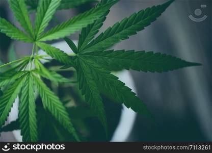 Cannabis leaf marijuana plant tree growing pot nursery / Hemp leaves for cbd extract medical healthcare natural