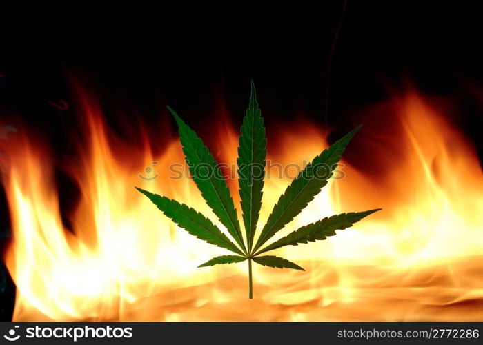 Cannabis leaf with real fire on background