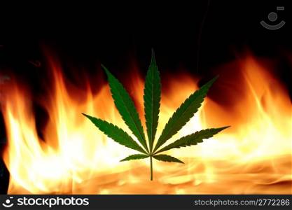 Cannabis leaf with real fire on background