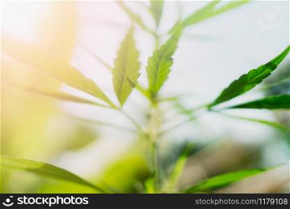 cannabis leaf with sunshine background