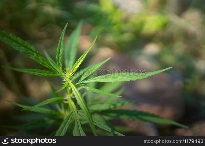 cannabis leaf with sunshine background