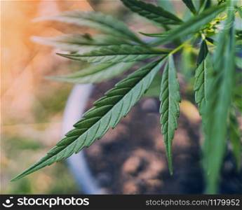 cannabis leaf with sunshine background