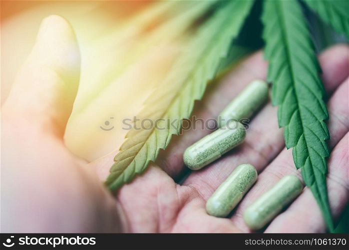 Cannabis leaves marijuana plant in hand and capsule hemp leaf for extract medical healthcare natural selective focus