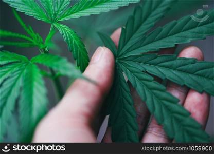 Cannabis leaves marijuana plant in hand / Hemp leaf for extract medical healthcare natural selective focus