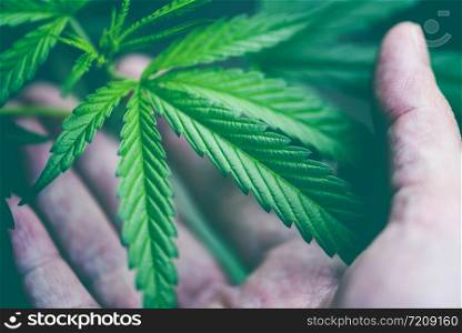 Cannabis leaves marijuana plant in hand / Hemp leaf for extract medical healthcare natural selective focus