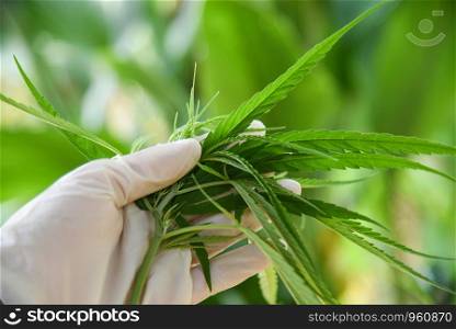 Cannabis leaves Marijuana plant on hand and nature green background / Hemp leaf for extract medical healthcare natural - selective focus