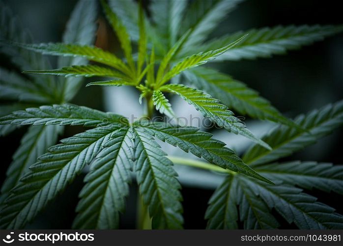 Cannabis leaves Marijuana plant tree / Close up green hemp leaf for extract medical healthcare natural dark background