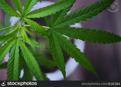 Cannabis leaves Marijuana plant tree growing in pot - top view selective focus