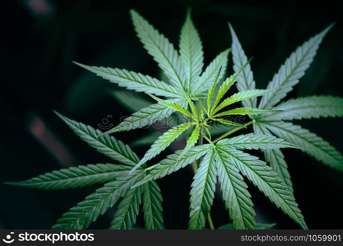 Cannabis leaves marijuana plant tree growing on dark background / Hemp leaf for extract medical healthcare natural selective focus