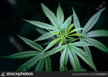 Cannabis leaves marijuana plant tree growing on dark background / Hemp leaf for extract medical healthcare natural selective focus