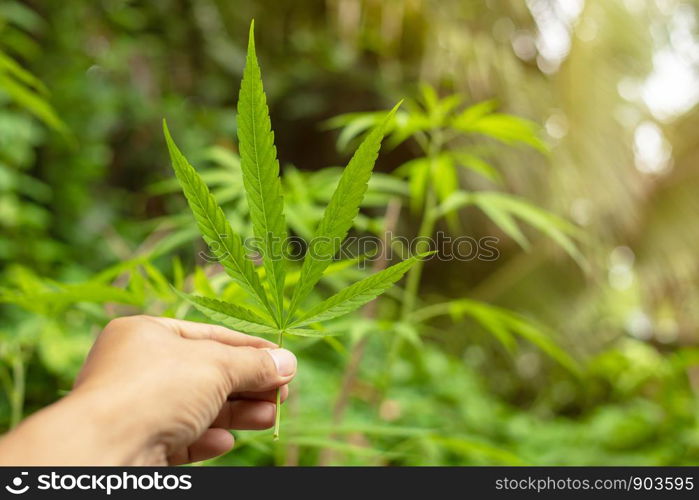 Cannabis marijuana green leaf in hand on cannabis blur leaves background