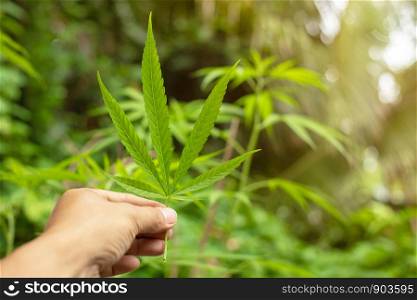 Cannabis marijuana green leaf in hand on cannabis blur leaves background