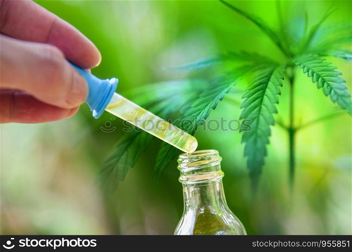 Cannabis oil on bottle products - CBD oil extract from cannabis leaf Marijuana leaves background / Hemp medical healthcare natural selective focus