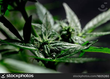 cannabis on a dark background