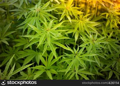Cannabis plant at outdoor farm field