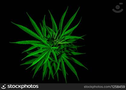 Cannabis plant. Cannabis sativa (Hemp) has CBD. Marijuana (weed) green leaves on black background. Hemp farm. Cannabis cultivation for medical or recreational purposes. Herbal plant. Narcotics drugs.