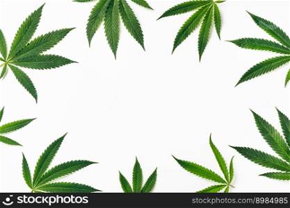 Cannabis plant leaves on white making a frame of shot. Copy space. Cannabis plant leaves on white