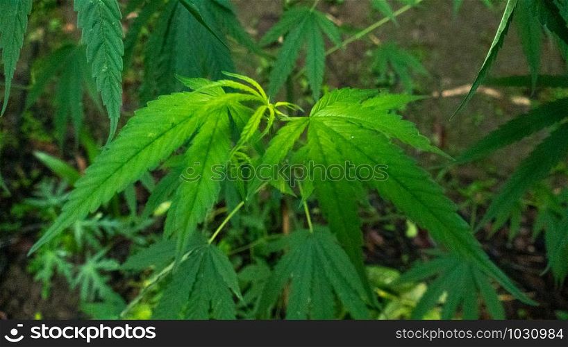 Cannabis tree