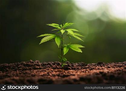 cannabis tree with sunshine background
