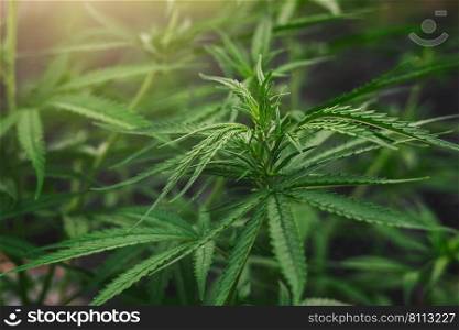 cannabis tree with sunshine background