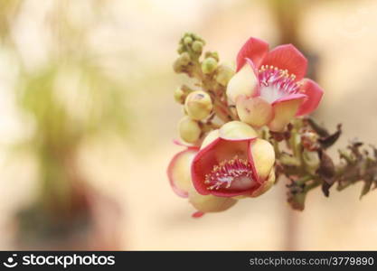 Cannon Balltree Flower