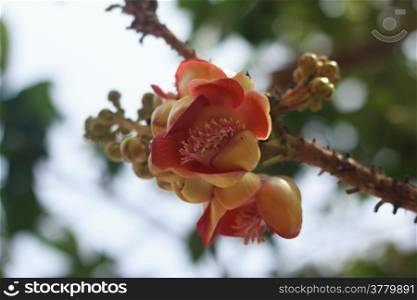 Cannon Balltree Flower