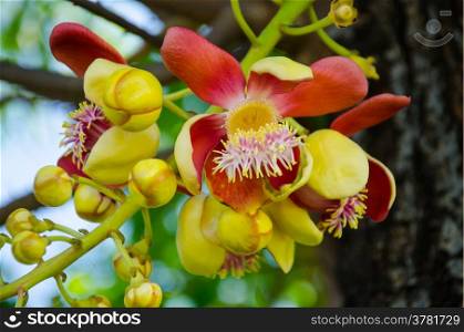 cannonball tree flower in the garden