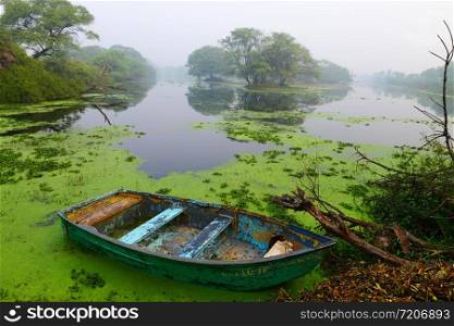 Canoe in lake with moss, Bharatpur, Rajasthan, India