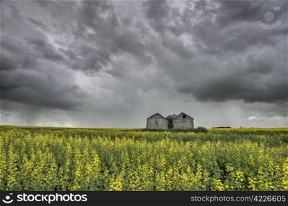 Canola Crop Canada and granary Saskatchewan Field