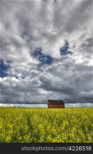 Canola Crop Canada and Red Barn Saskatchewan