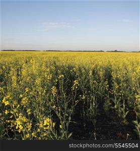 Canola crop in a field, Oak Bluff, Manitoba, Canada