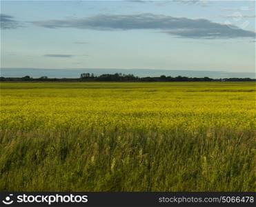 Canola crop in field, Arnes, Manitoba, Canada