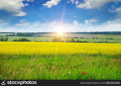 canola field and blue sky