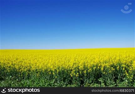 Canola field at south of Portugal