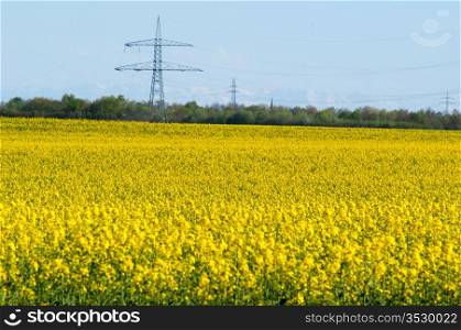 Canola field in a bright sunny spring day