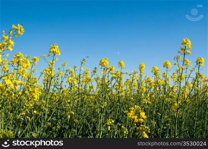Canola field in a bright sunny spring day