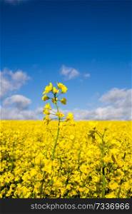 Canola field in summer with yellow flowers and blue sky.. Canola field in summer with yellow flowers and blue sky