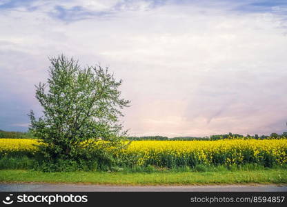 Canola field in the sunset in vibrant yellow colors with an asphalt road corssing horizontal