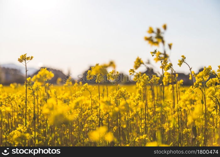 Canola field scenery at sundown, blooming ears