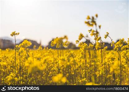 Canola field scenery at sundown, blooming ears