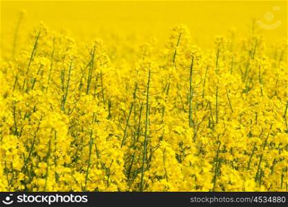 Canola flowers on a yellow field in the summer