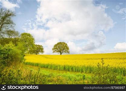 Canola landscape with a single tree surrounded by yellow rapeseed flowers in the summer