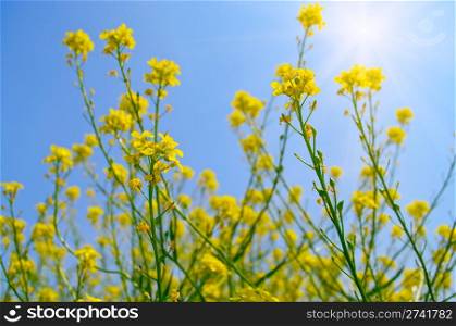 Canola oilseed field for manufacture of biofuel