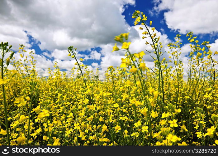 Canola or rapeseed plants growing in farm field, Manitoba, Canada